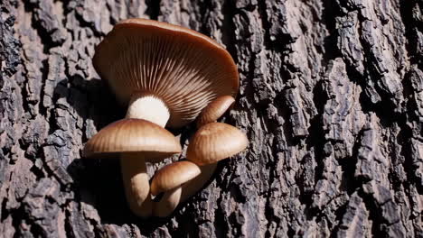 mushrooms growing on tree bark