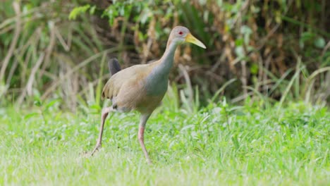 Giant-wood-rail,-aramides-ypecaha-walking-across-grassy-field-in-its-natural-habitat-at-ibera-wetlands,-pantanal-conservation-area,-brazil,-wildlife-close-up-shot