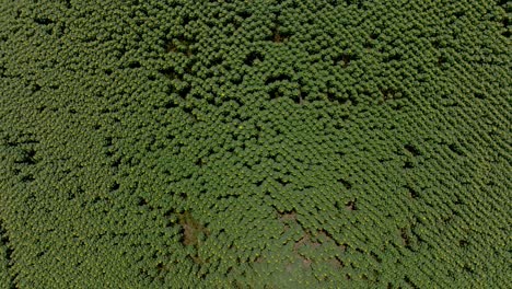 Aerial-Zoom-Out-Shot-Over-A-Massive-Sunflower-Farm-On-The-Island-Of-Maui,-Hawaii,-USA