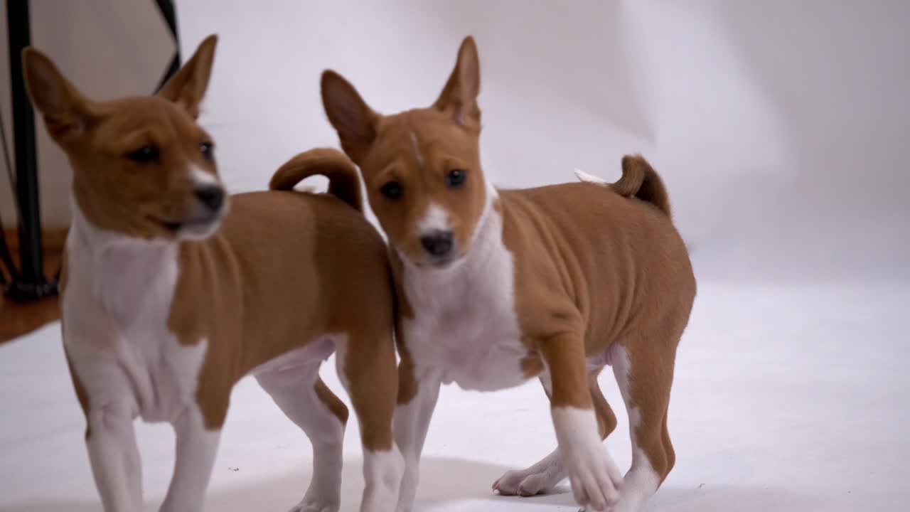 juego divertido de perro con hermano posición divertida ataque en cámara lenta