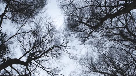 Winter-Trees-Blown-By-Storm-Winds-Handheld-Sky-Shot-Weather