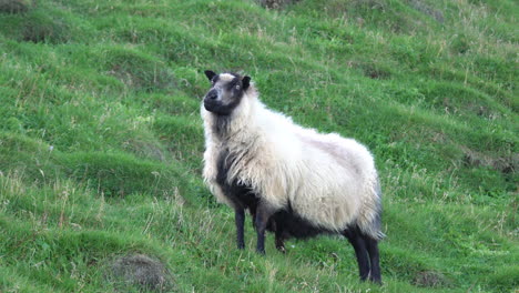 icelandic sheep grazing in green pasture and hillside of heimaey island