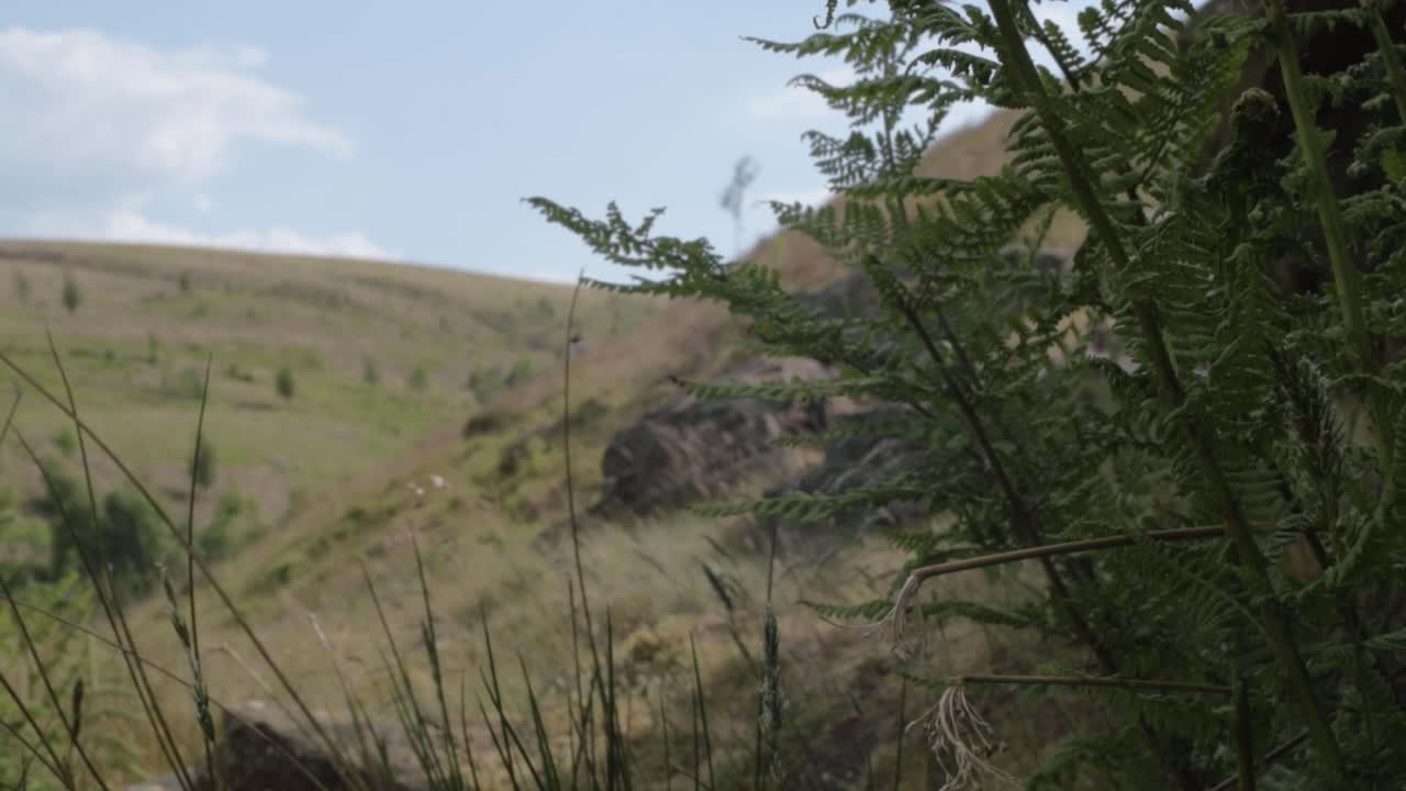 Bracken growing in Yorkshire moorland hills landscape shot