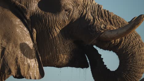 close up of trunk, face of african elephant drinking, then looking at camera