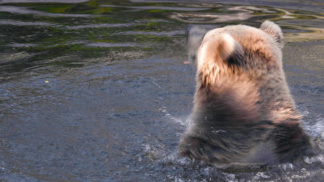 primer plano de un oso pardo nadando, en un día soleado de verano - ursus arctos - vista estática