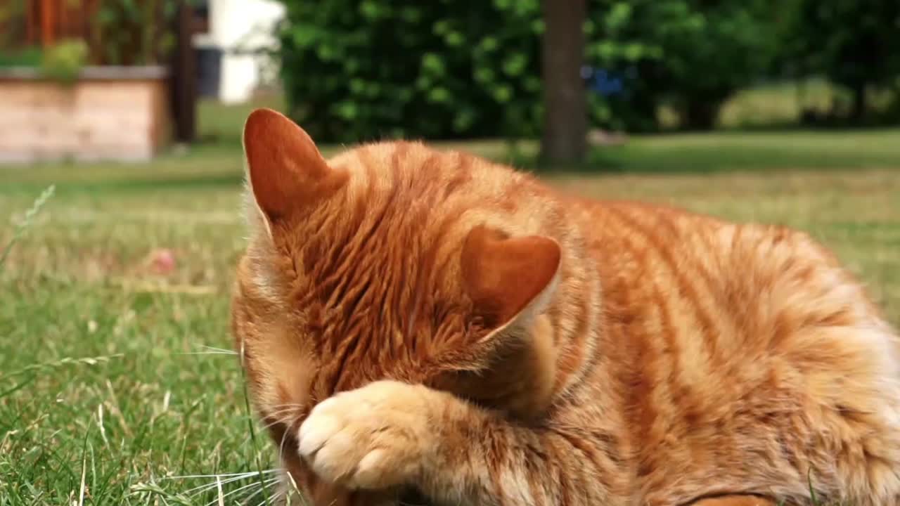 オレンジ色の猫は、晴れた夏の日に庭の草の中に横たわり、背中と顔をなめたり掃除したり、常に周囲に気を配ったり警戒したりしています