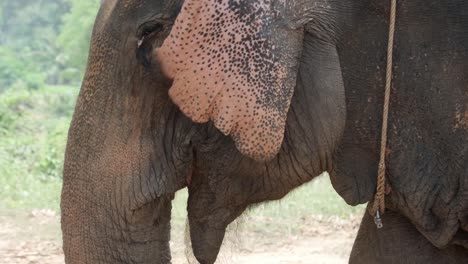un elefante indio balancea su cabeza en un campamento de elefantes en asia, tailandia
