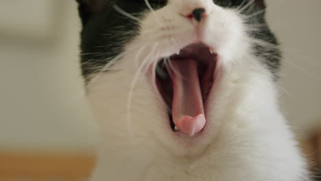 sleepy black and white cat