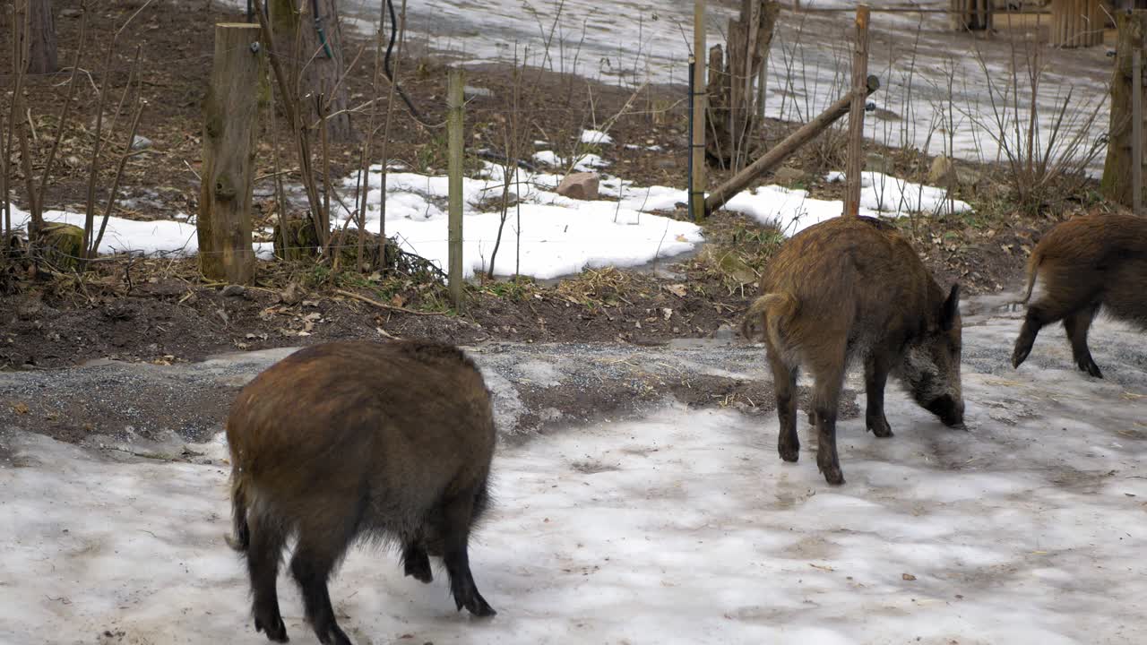 Gruppo di tre cinghiali in cerca di cibo sotto il ghiaccio