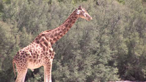 Tall-Giraffe