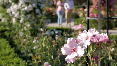 a couple walks through a beautiful rose garden