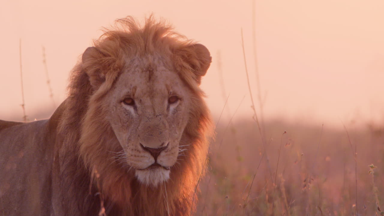 Close up shot male lion's golden lit head scanning the plains of kenya
