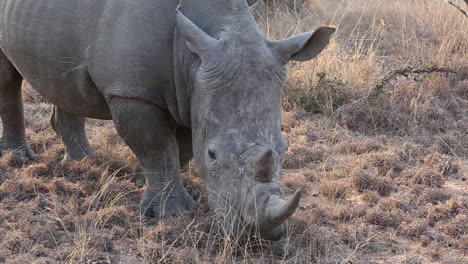 close up of white rhino moving slowly and grazing