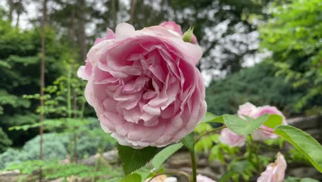 Wunderschöne-Blumen-In-Einem-Gepflegten-Garten