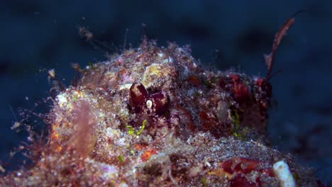 mototi ocellate octopus lembeh indonesia 4k 25fps