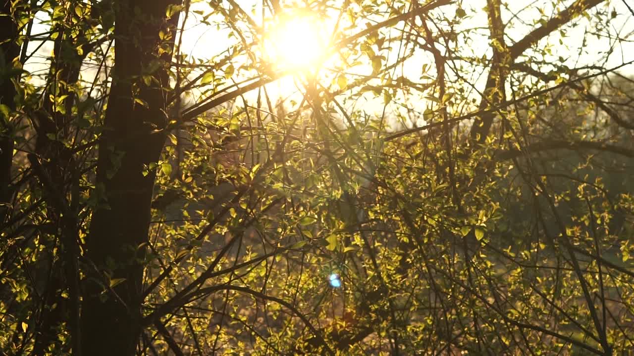 Солнечные лучи сквозь деревья