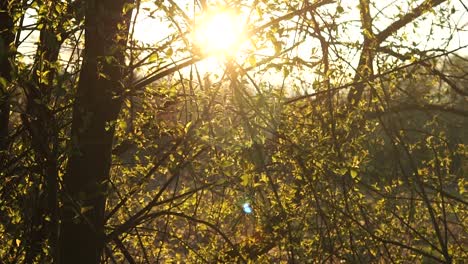 rayos de sol a través de los árboles