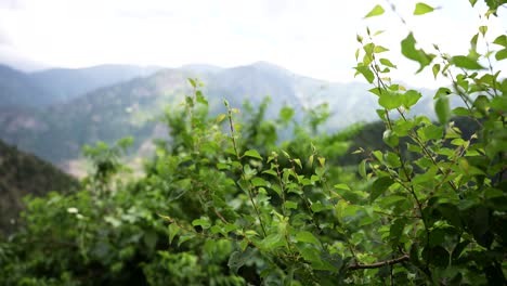 Ein-Windstoß-Bewegt-Die-Zweige-Eines-Aprikosenbaums,-Während-Im-Hintergrund-Die-Gipfel-Des-Himalaya-Zu-Sehen-Sind