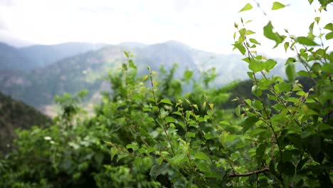 a gust of wind stirs the branches of an apricot tree while the himalayan peaks are visible in the background