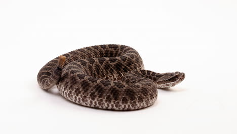 serpiente de cascabel massasuaga en posición defensiva sonajeros cola - perfil lateral - aislado sobre fondo blanco.