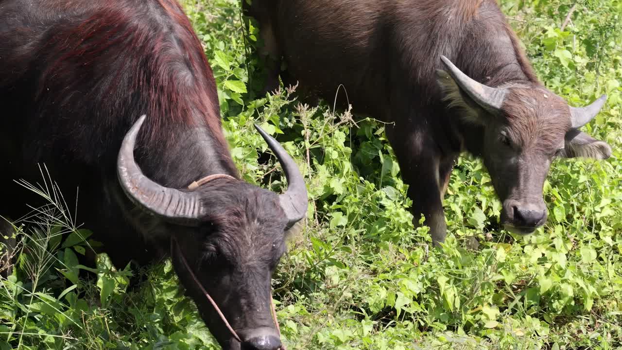 Close-up view of buffaloes grazing on vibrant green vegetation in a natural setting.