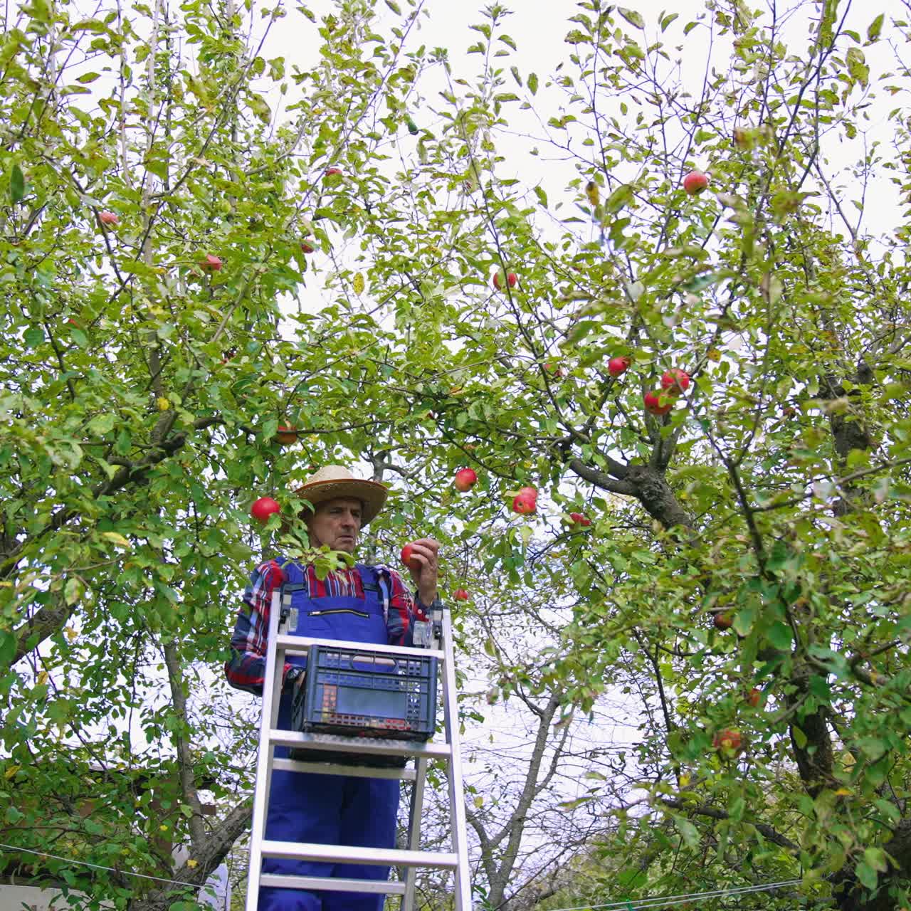 Farmer bringing a ladder for picking up. Fruit farmer harvesting an apple