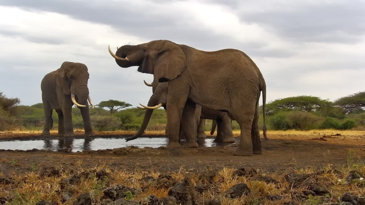 A group of elephants drink from a watering hole in the Chyulu Hills of Kenya