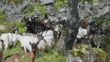a herd of goats on the move through the rocky pasture
