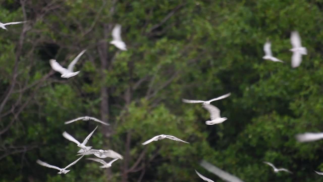제비갈매기는 전 세계 바다, 강 및 기타 더 넓은 수역에서 볼 수 있는 바닷새입니다.