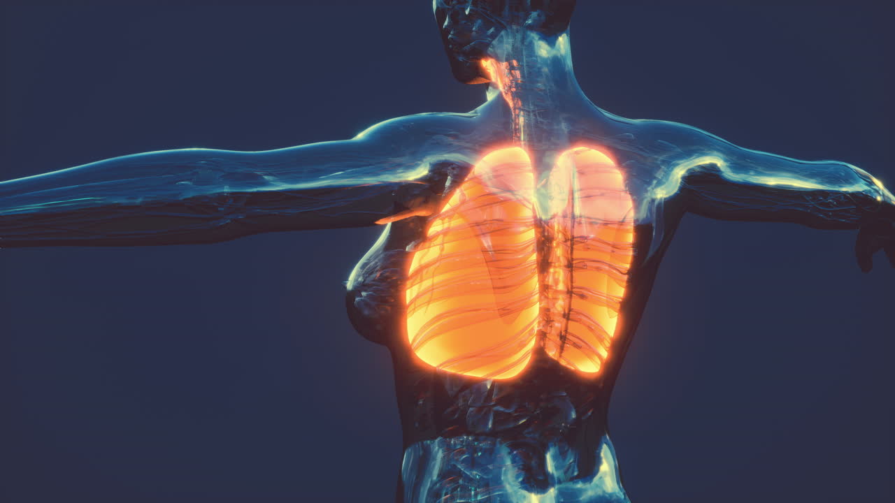 holograma de pulmones inflamados en el cuerpo humano