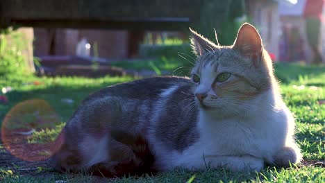 Eine-Enthüllende-Aufnahme-Einer-Hauskatze,-Die-Ruhig-Und-Schläfrig-Bei-Sonnenuntergang-Auf-Dem-Rasen-Liegt