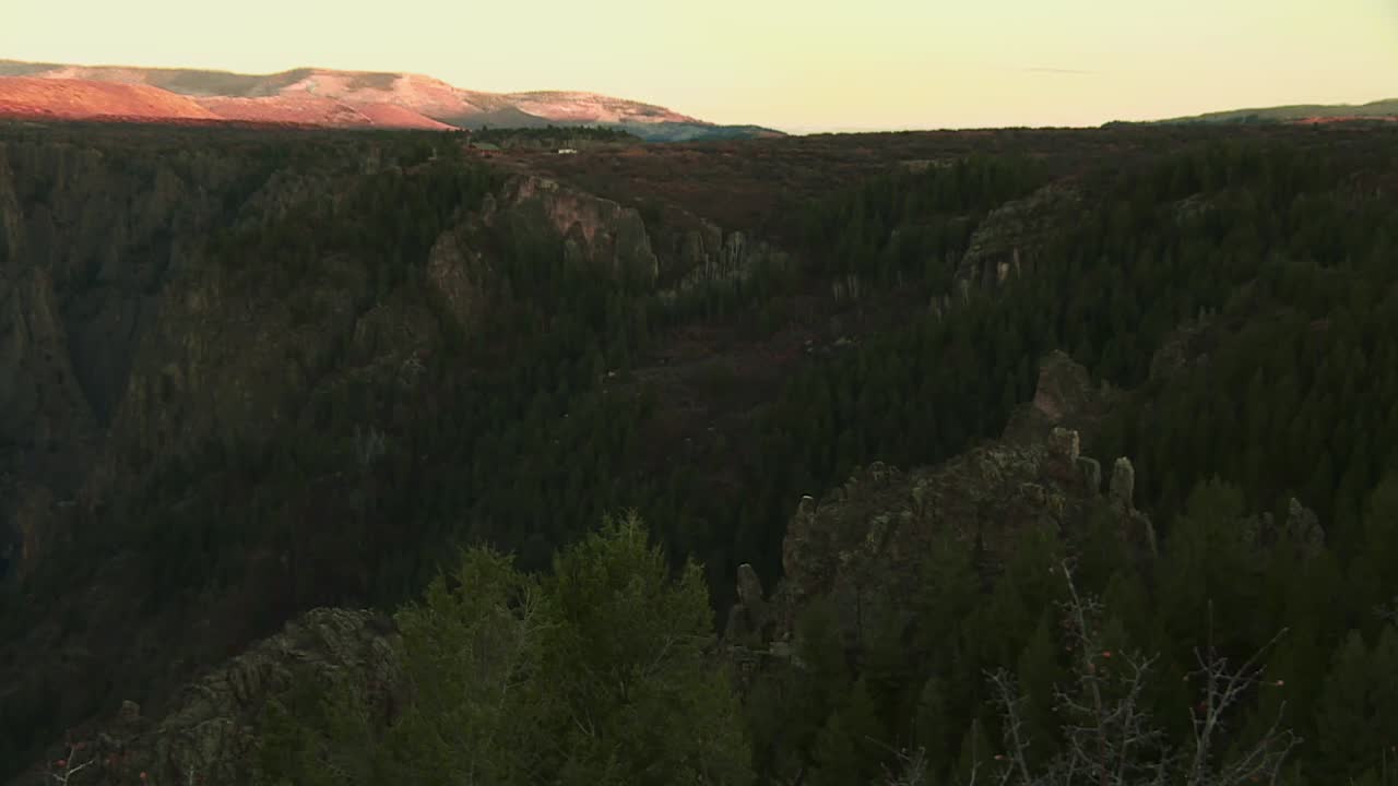 Fyrreskov i Rocky Mountains i Black Canyon of the Gunnison Nationalpark i Colorado, USA.