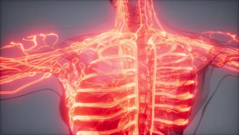 vasos sanguíneos del cuerpo humano