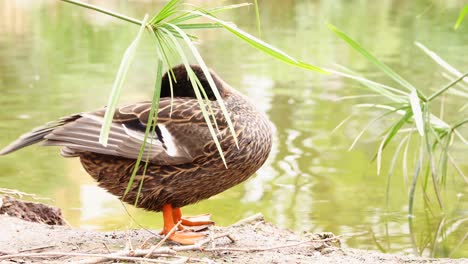 Pato-Limpiándose-En-La-Orilla-De-Un-Lago-Con-Vegetación-Durante-Un-Día-Soleado