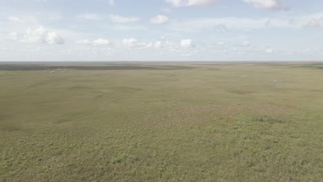 vuelo aéreo bajo sobre una extensión interminable de pastizales pantanosos de los everglades
