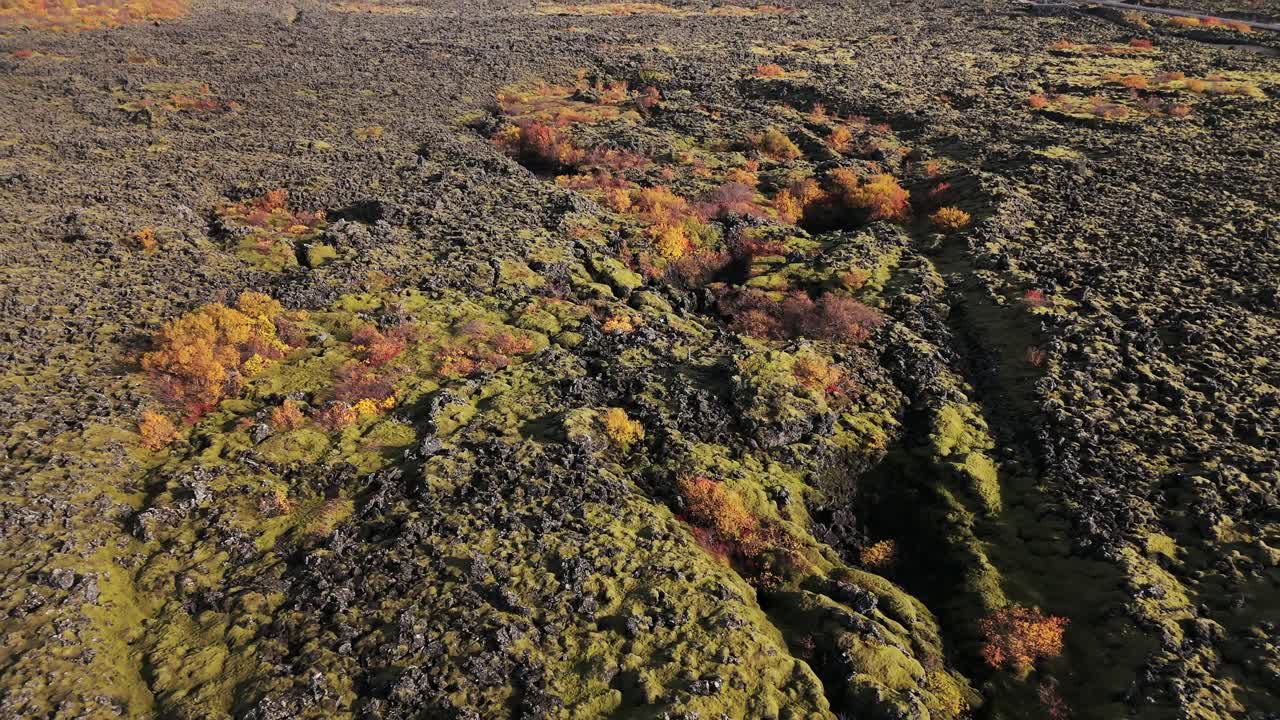 Autumn colours and mosses over lava field, rocks and trees with glowing yellow red foliage. Drone reveal volcanic Icelandic landscape