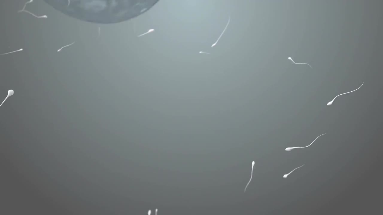 un óvulo en movimiento siendo fertilizado por espermatozoides