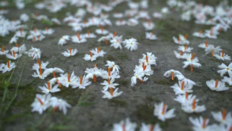 Night-jasmine,-Seuli-or-Shefali-flower-is-symbol-flower-of-saradiya-or-Durga-Puja-festival-in-autumn-season