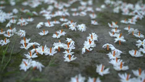 night jasmine, seuli or shefali flower is symbol flower of saradiya or durga puja festival in autumn season