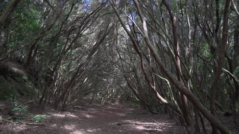 Camino-Forestal-Con-Rayos-De-Sol-Que-Estallan-A-Través-De-Las-Ramas