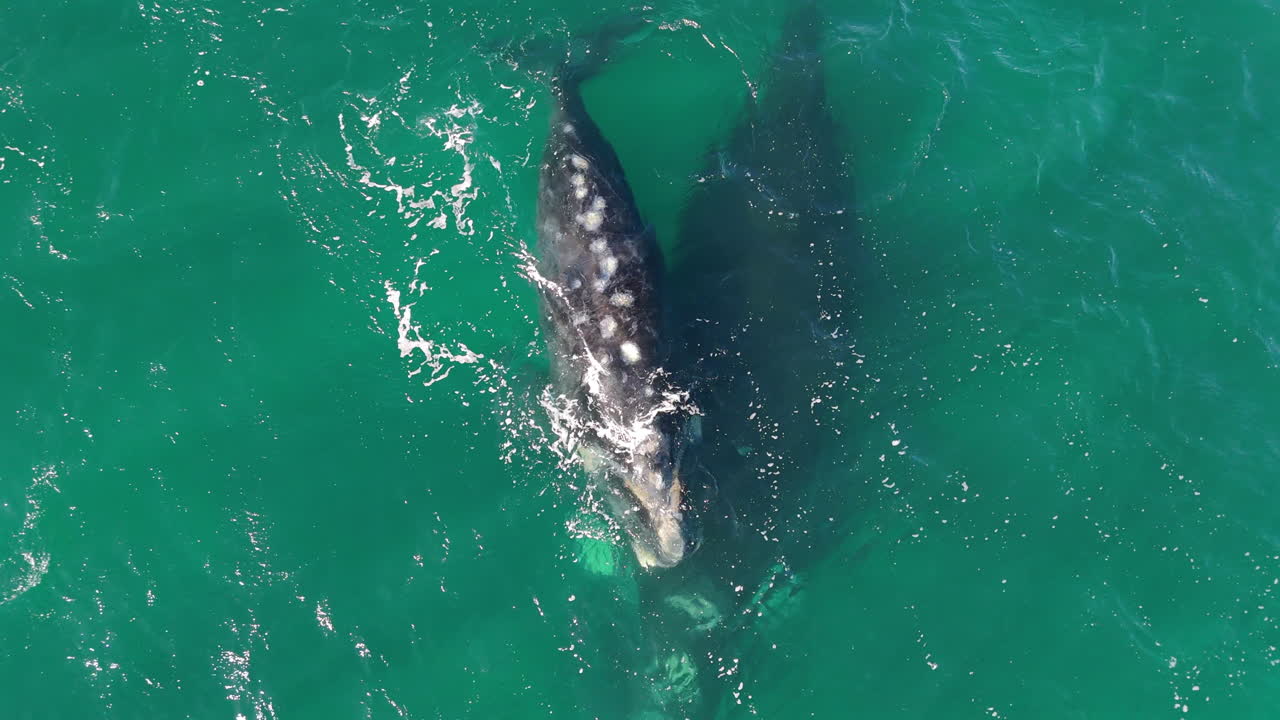 Aerial View of Southern Right Whale Swimming in Turquoise Waters of Patagonia. Marine Wildlife.
