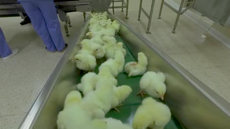 a chick production line in a hatchery factory intended for large henhouses