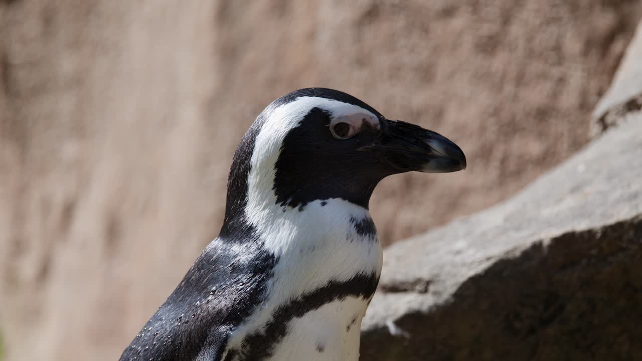African penguin moves slowly by rocks, natural daylight, close-up, shallow depth of field