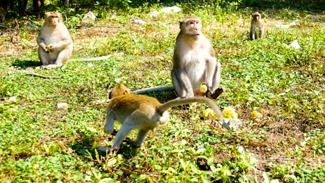 monkey are eating food from people near temple