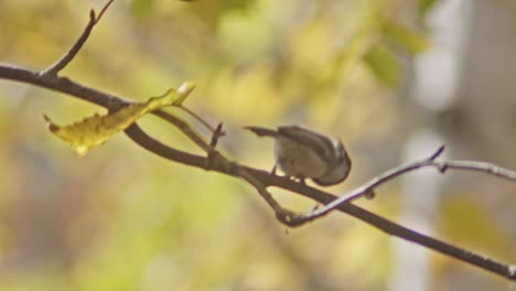 Pequeño-Pájaro-Gorrión-Saltando-En-La-Rama-De-Un-árbol-Sin-Hojas-Durante-La-Temporada-De-Otoño