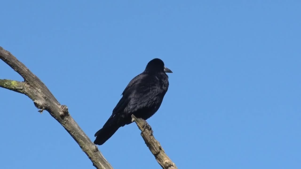 Sortkrage, sortkrage, Corvus frugilegus, siddende på en gren i et dødt træ. Vinter. Storbritannien.