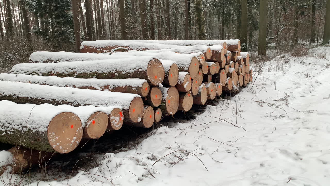 tala de madera para la industria maderera en invierno