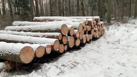 logging timber for wood industry in winter