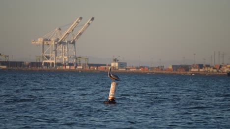 Pelícano-Marrón-Flotando-En-Una-Boya-Flotando-En-El-Océano-Pacífico-En-Cámara-Lenta