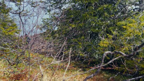 Man Walking Across The Forest In Åfjord, Norway - Wide Shot
